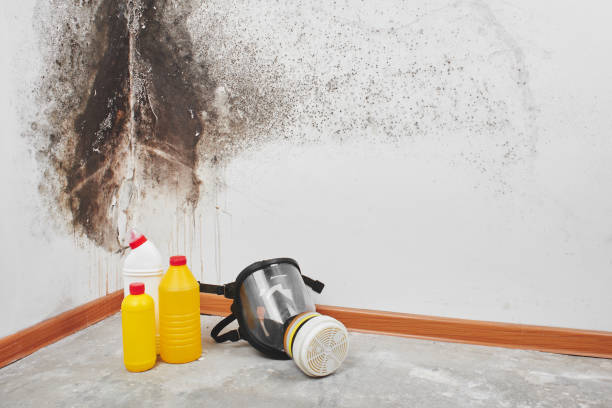 Best Bathroom Mold Remediation in Seven Corners, VA