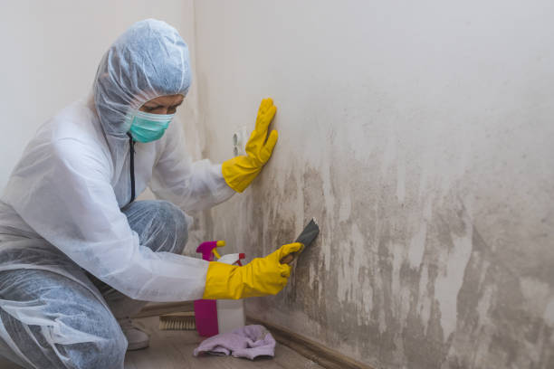 Best HVAC Mold Remediation in Seven Corners, VA