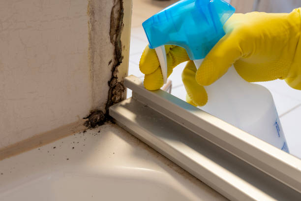 Best Mold Remediation for Specific Building Types in Seven Corners, VA