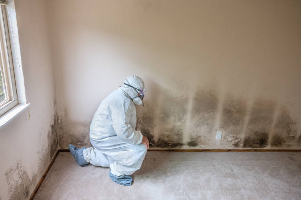 Professional Mold Remediation in Seven Corners, VA