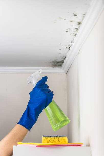 Best White Mold Remediation in Seven Corners, VA